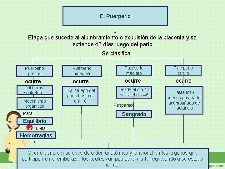 El Puerperio Etapa que sucede al alumbramiento o expulsión de la placenta y se