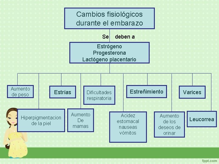 Cambios fisiológicos durante el embarazo Se deben a Estrógeno Progesterona Lactógeno placentario Aumento de