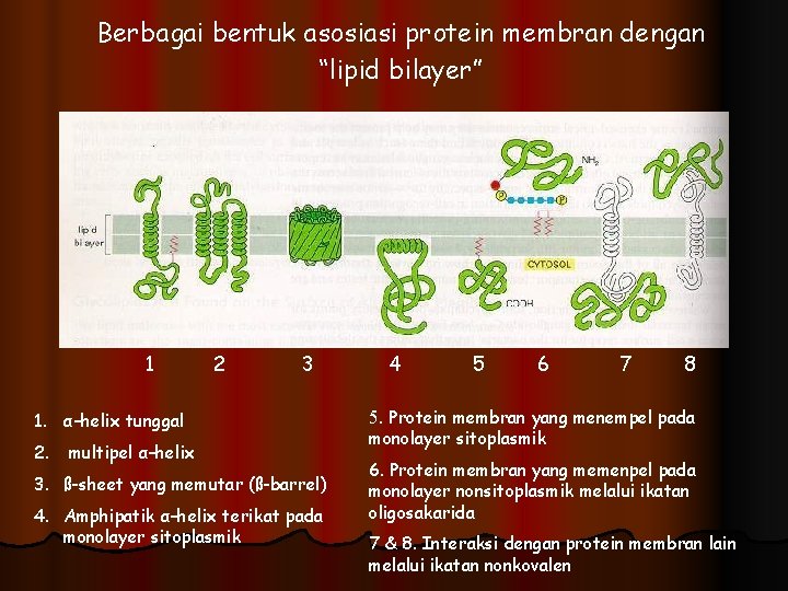 Berbagai bentuk asosiasi protein membran dengan “lipid bilayer” 1 2 3 1. α–helix tunggal
