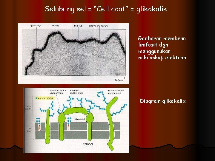 Selubung sel = “Cell coat” = glikokalik Ganbaran membran limfosit dgn menggunakan mikroskop elektron