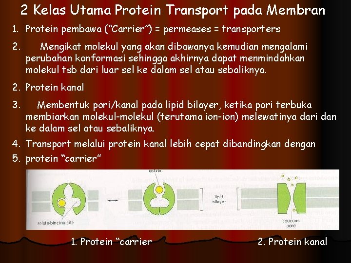 2 Kelas Utama Protein Transport pada Membran 1. Protein pembawa (“Carrier”) = permeases =