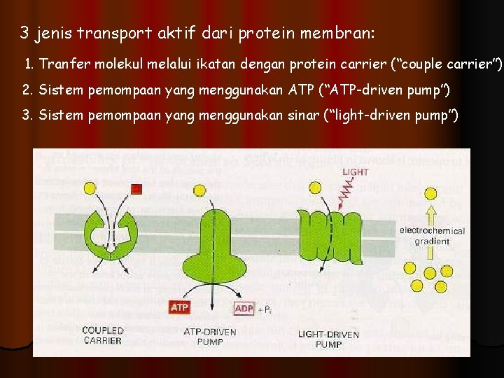 3 jenis transport aktif dari protein membran: 1. Tranfer molekul melalui ikatan dengan protein