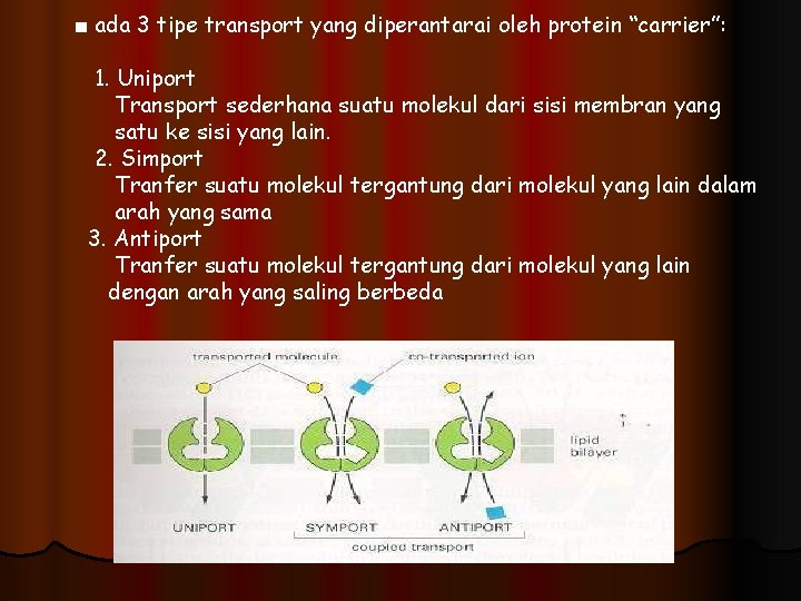 ■ ada 3 tipe transport yang diperantarai oleh protein “carrier”: 1. Uniport Transport sederhana