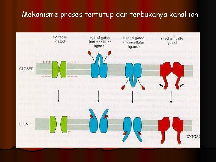 Mekanisme proses tertutup dan terbukanya kanal ion 