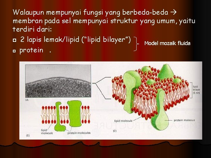 Walaupun mempunyai fungsi yang berbeda-beda membran pada sel mempunyai struktur yang umum, yaitu terdiri