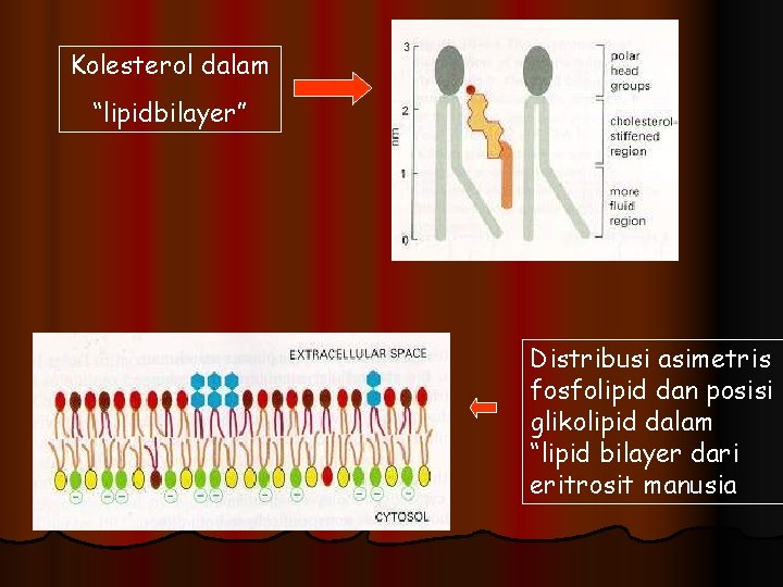 Kolesterol dalam “lipidbilayer” Distribusi asimetris fosfolipid dan posisi glikolipid dalam “lipid bilayer dari eritrosit
