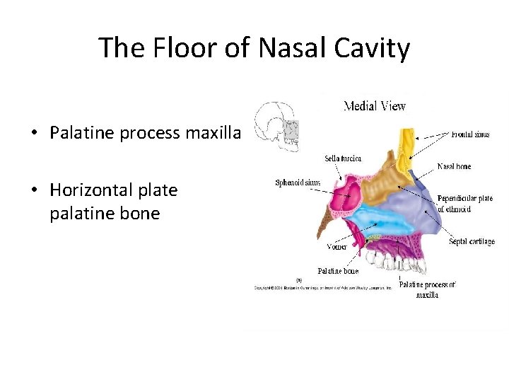 The Floor of Nasal Cavity • Palatine process maxilla • Horizontal plate palatine bone