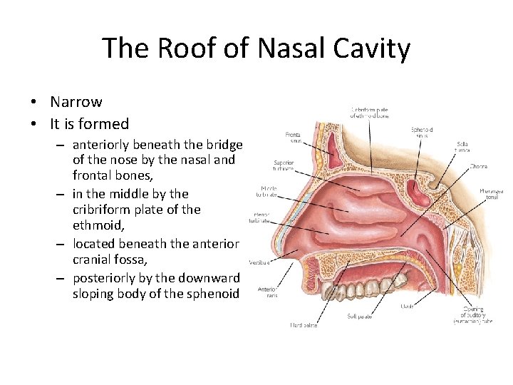 The Roof of Nasal Cavity • Narrow • It is formed – anteriorly beneath