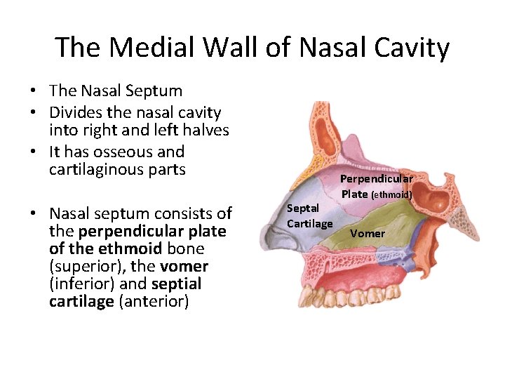 The Medial Wall of Nasal Cavity • The Nasal Septum • Divides the nasal