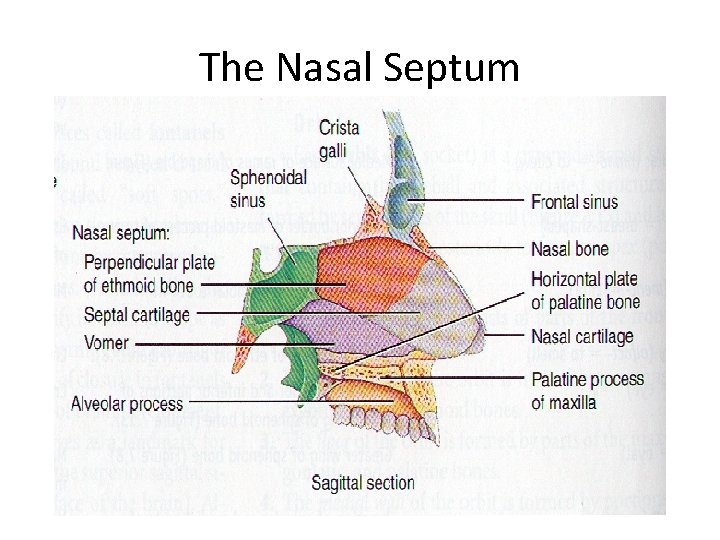 The Nasal Septum 