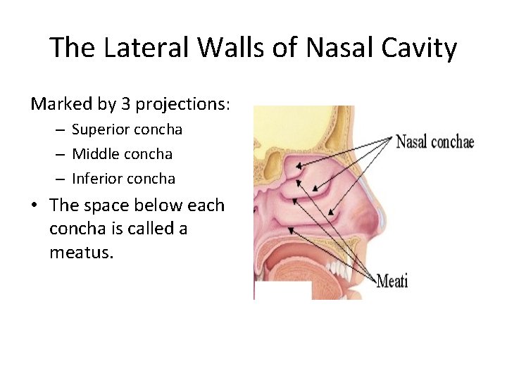 The Lateral Walls of Nasal Cavity Marked by 3 projections: – Superior concha –