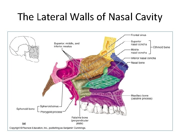 The Lateral Walls of Nasal Cavity 