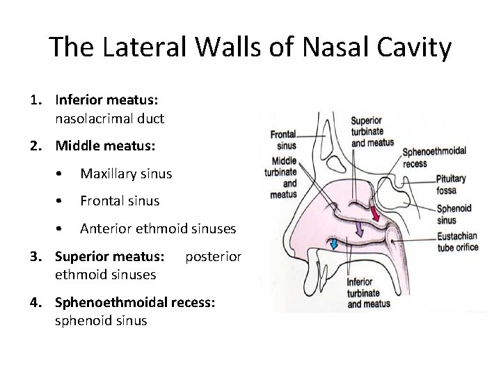 The Lateral Walls of Nasal Cavity 1. Inferior meatus: nasolacrimal duct 2. Middle meatus: