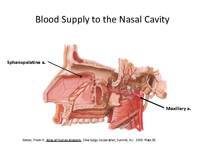 Blood Supply to the Nasal Cavity Sphenopalatine a. Maxillary a. Netter, Frank H. ,