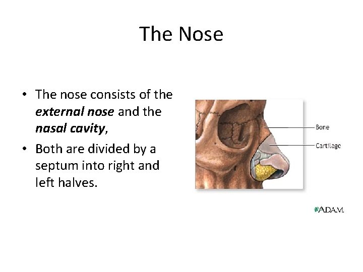 The Nose • The nose consists of the external nose and the nasal cavity,