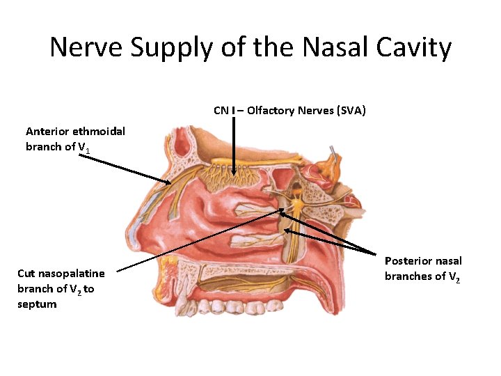 Nerve Supply of the Nasal Cavity CN I – Olfactory Nerves (SVA) Anterior ethmoidal