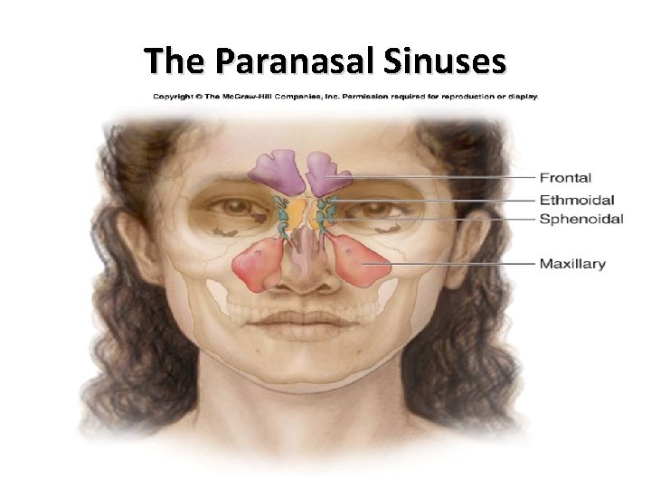 The Paranasal Sinuses 