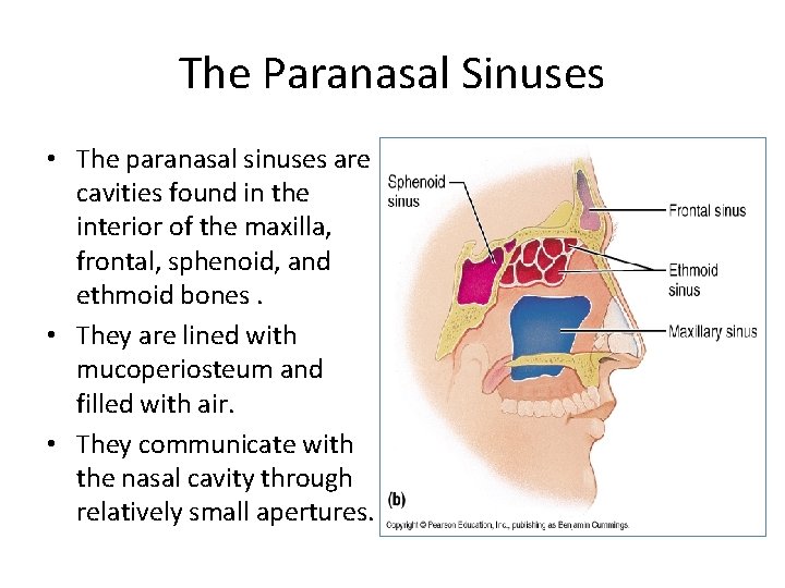 The Paranasal Sinuses • The paranasal sinuses are cavities found in the interior of