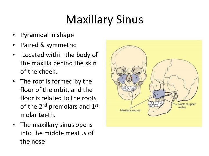 Maxillary Sinus • Pyramidal in shape • Paired & symmetric • Located within the