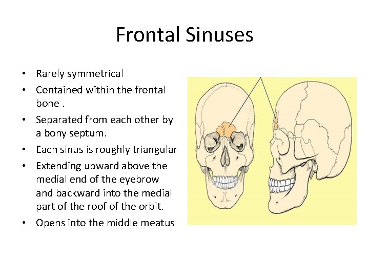 Frontal Sinuses • Rarely symmetrical • Contained within the frontal bone. • Separated from