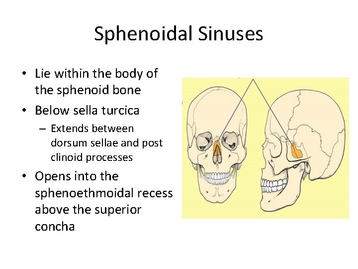 Sphenoidal Sinuses • Lie within the body of the sphenoid bone • Below sella