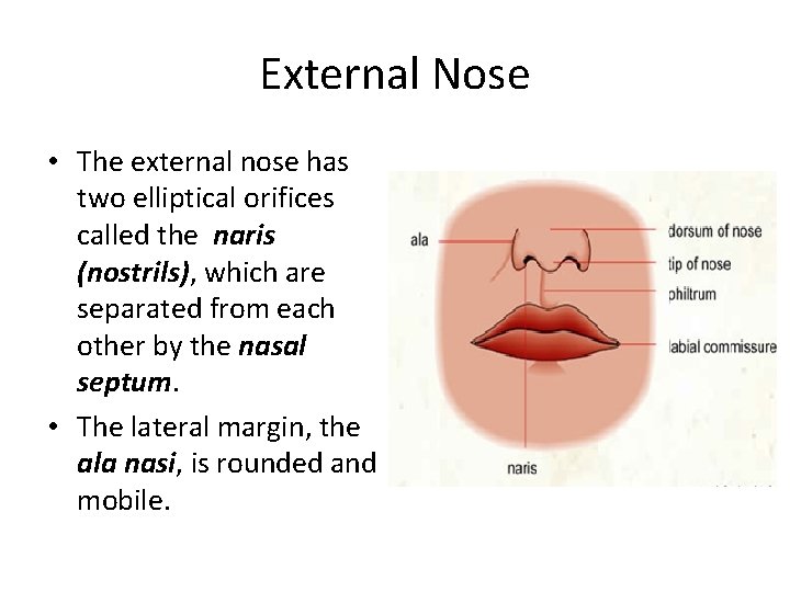 External Nose • The external nose has two elliptical orifices called the naris (nostrils),