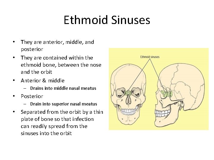 Ethmoid Sinuses • They are anterior, middle, and posterior • They are contained within