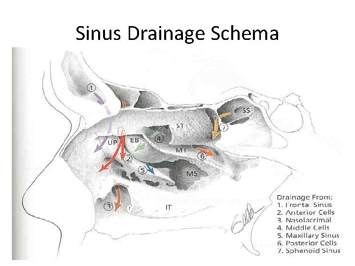 Sinus Drainage Schema 