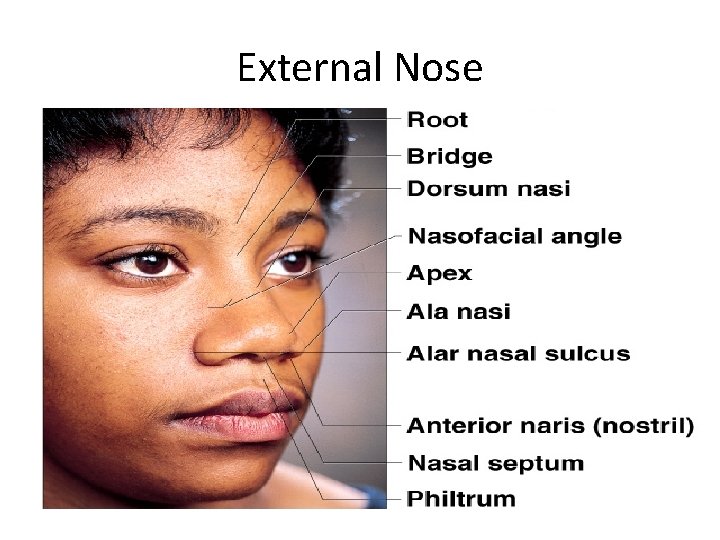 External Nose 