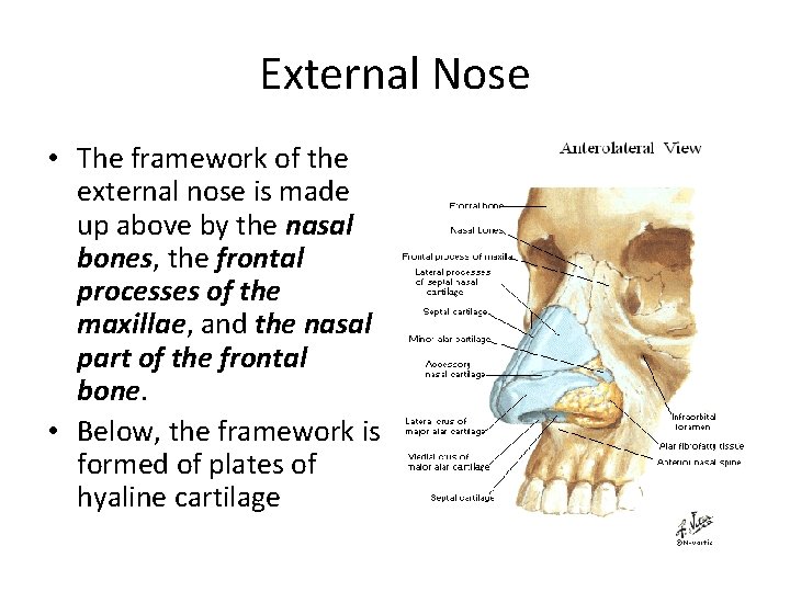 External Nose • The framework of the external nose is made up above by