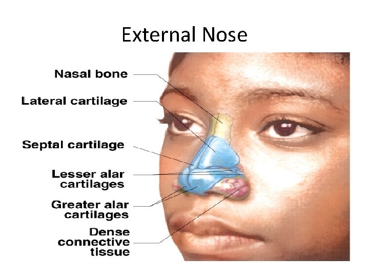 External Nose 