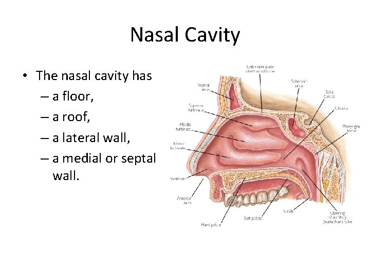 Nasal Cavity • The nasal cavity has – a floor, – a roof, –