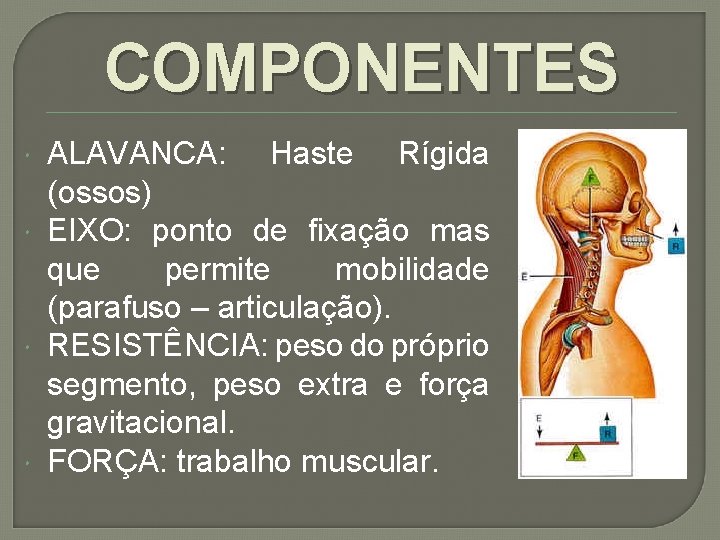 COMPONENTES ALAVANCA: Haste Rígida (ossos) EIXO: ponto de fixação mas que permite mobilidade (parafuso