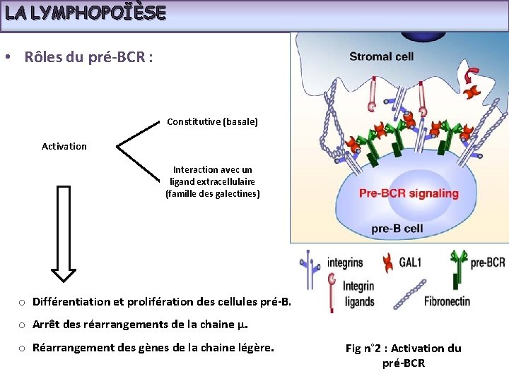 LA LYMPHOPOÏÈSE • Rôles du pré-BCR : Constitutive (basale) Activation Interaction avec un ligand