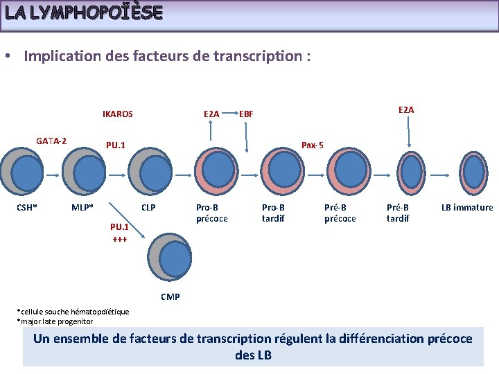LA LYMPHOPOÏÈSE • Implication des facteurs de transcription : IKAROS GATA-2 CSH* E 2