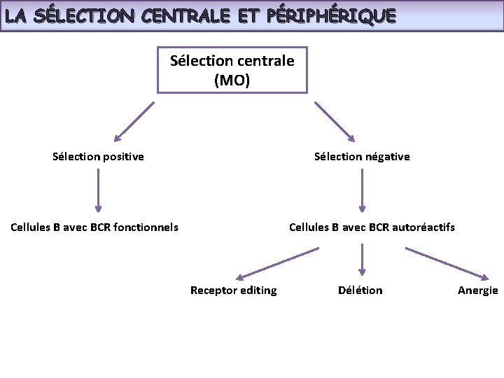 LA SÉLECTION CENTRALE ET PÉRIPHÉRIQUE Sélection centrale (MO) Sélection positive Sélection négative Cellules B