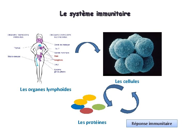 Le système immunitaire Les cellules Les organes lymphoïdes Les protéines Réponse immunitaire 