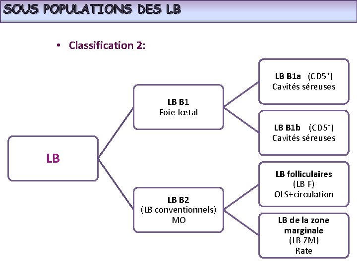 SOUS POPULATIONS DES LB • Classification 2: LB B 1 a (CD 5⁺) Cavités