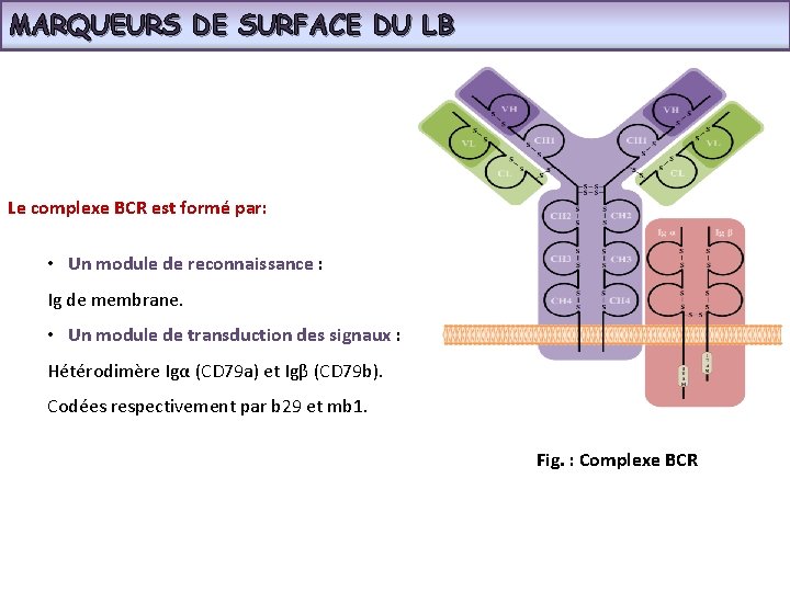 MARQUEURS DE SURFACE DU LB Le complexe BCR est formé par: • Un module