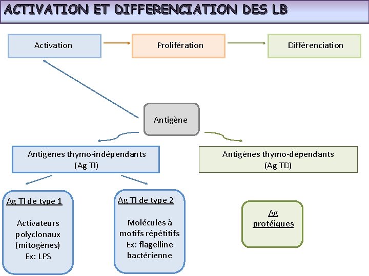 ACTIVATION ET DIFFERENCIATION DES LB Activation Prolifération Différenciation Antigènes thymo-indépendants (Ag TI) Ag TI