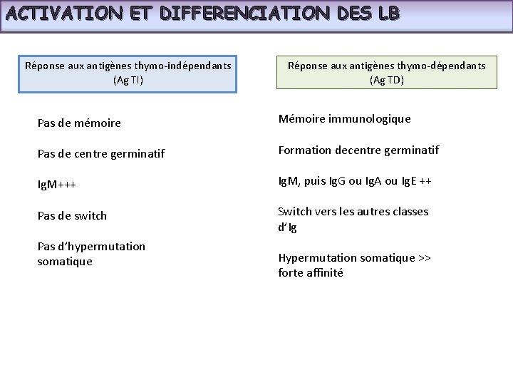 ACTIVATION ET DIFFERENCIATION DES LB Réponse aux antigènes thymo-indépendants (Ag TI) Réponse aux antigènes