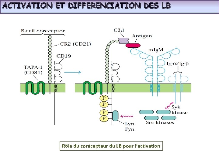 ACTIVATION ET DIFFERENCIATION DES LB Rôle du corécepteur du LB pour l’activation 