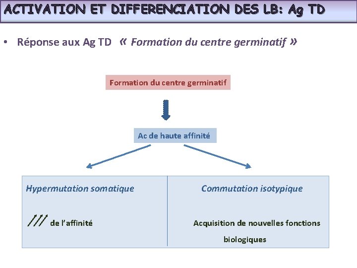 ACTIVATION ET DIFFERENCIATION DES LB: Ag TD • Réponse aux Ag TD « Formation