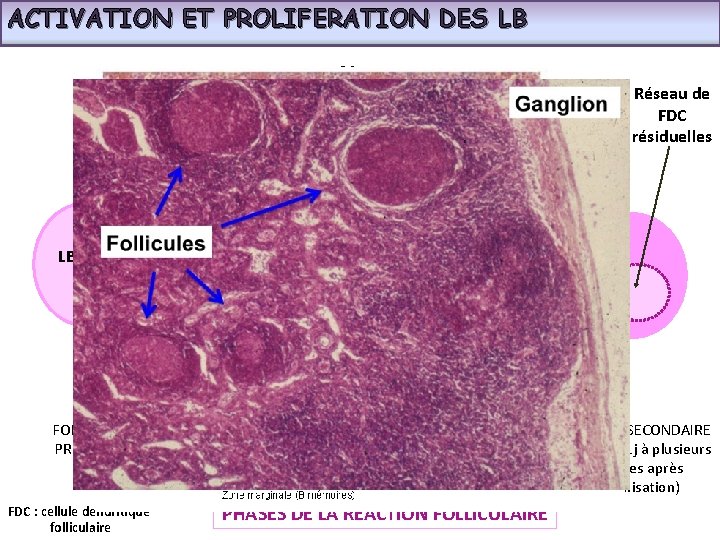 ACTIVATION ET PROLIFERATION DES LB Manteau folliculaire (LB naïfs) Zone claire Réseau de FDC