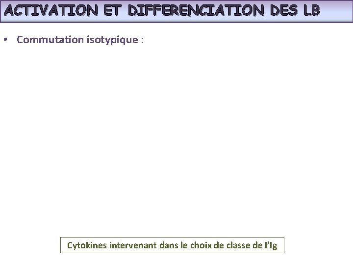 ACTIVATION ET DIFFERENCIATION DES LB • Commutation isotypique : Cytokines intervenant dans le choix