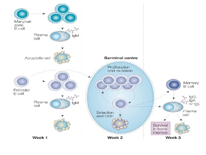 L’IMMUNOPOIESE Centre germinatif LB mémoire (Igs mutées) centrocyte centroblastes Plasmocytes (Igs mutées) 
