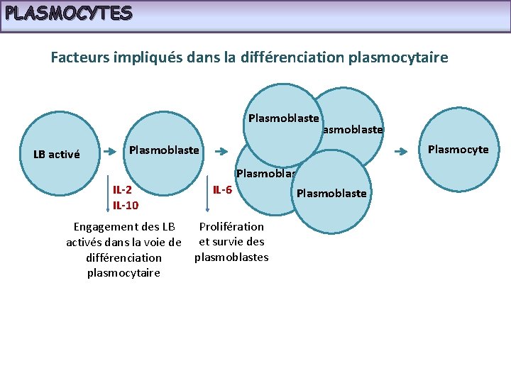 PLASMOCYTES Facteurs impliqués dans la différenciation plasmocytaire Plasmoblaste LB activé Plasmocyte Plasmoblaste IL-2 IL-10