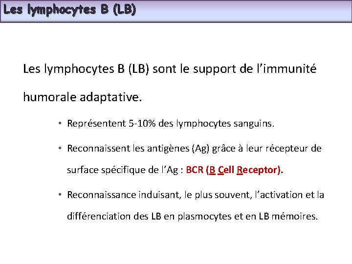 Les lymphocytes B (LB) sont le support de l’immunité humorale adaptative. • Représentent 5