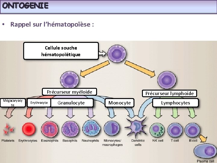 ONTOGENIE • Rappel sur l’hématopoïèse : Cellule souche hématopoïétique Précurseur myéloïde Mégacaryocy te Erythrocyte