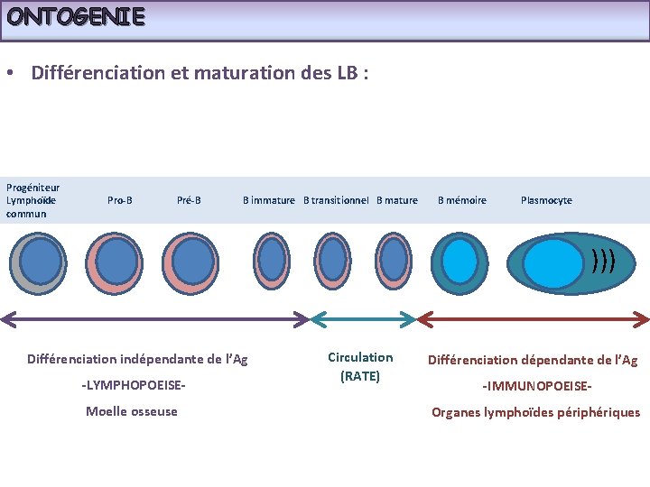 ONTOGENIE • Différenciation et maturation des LB : Progéniteur Lymphoïde Pro-B Pré-B B immature
